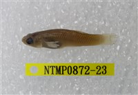 藏品(大肚魚)的圖片